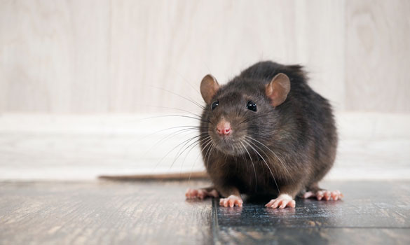 Pest Control The Woodlands TX